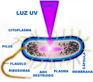 efecto ultravioleta bacteria